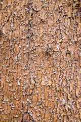 bark texture or background