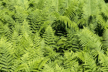 beautiful green fern