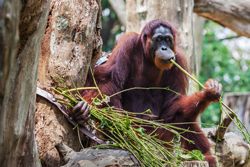 Orangutan © saiko3p