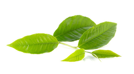Naklejka na ściany i meble Green tea leaves on white background.