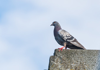 Feral Pigeon