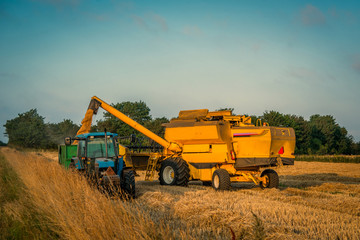 Obraz premium Harvester loading grain on a truck