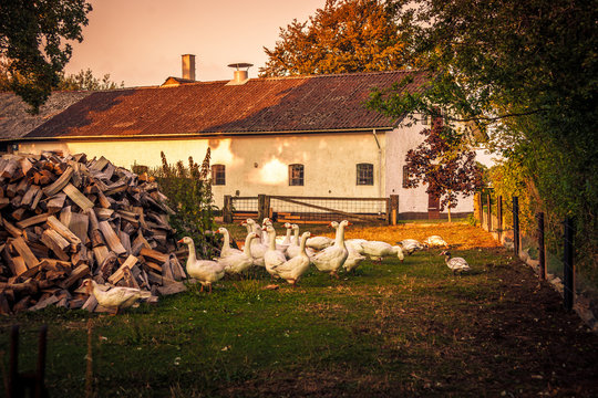 Geese at a farm house