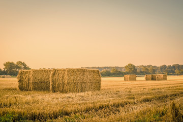 Harvested straw bales on a countryside