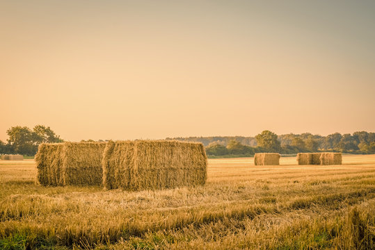 Harvested straw bales on a countryside