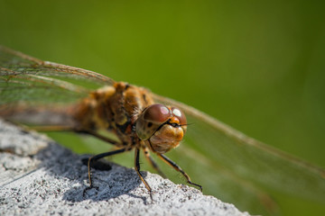 Sympetrum vulgatum dragonfly close-up