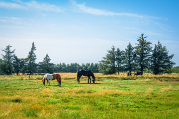Horsens grazing on a green field