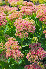 Очиток видный (Sedum spectabile). Цветущий очиток на клумбе