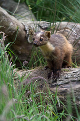Pine Marten (Martes Martes)/Pine Marten on log in dense green foliage