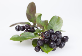 Chokeberry on a white background.