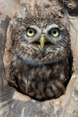 Little Owl (Athene Noctua)/Little Owl in tree stump hole