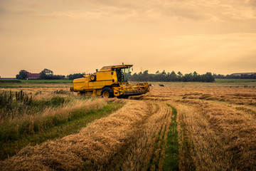 Fototapeta premium Harvester on a field at a farm