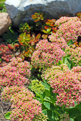 Obraz premium Очиток видный (Sedum spectabile). Соцветия крупно