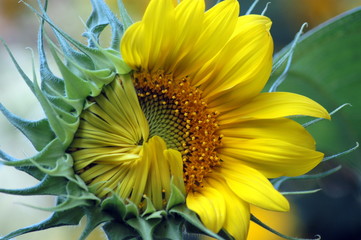 Rachael's Sunshine