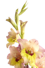 Fototapeta na wymiar Blossoming gladiolus
