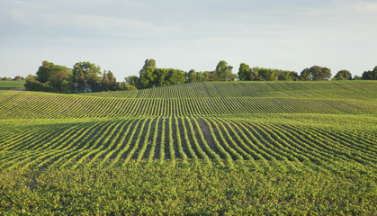 Soybean field in late afternoon sunlight