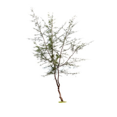  pine tree on a white background.