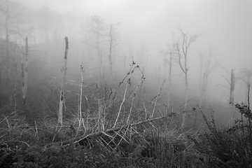 Obraz na płótnie Canvas Trees in the fog