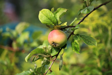 apple on a tree in the garden organic farm products Summer Autumn