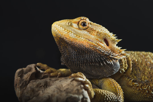 Bearded dragon on a black background.