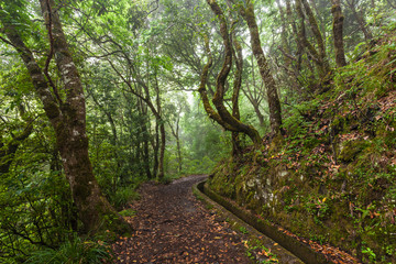 Fantasy forest, Madeira Island