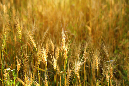 wheat ears wheaten field organic farm products Summer Autumn © sabyna75