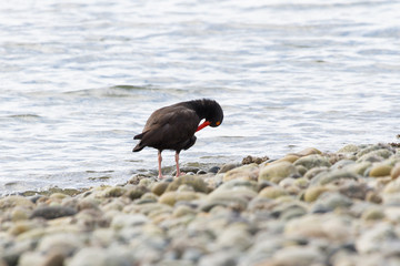 Black Oystercatcher