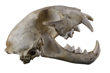 Fototapeta premium Skull of lynx (Lynx lynx) lateral view isolated on a white background. Fully opened mouth. Sharp isolation by pen tool.
