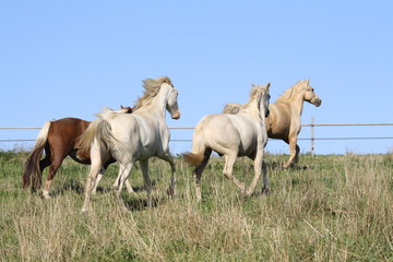 Obraz na płótnie Canvas Troupeau de chevaux au galop