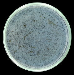 Sterile agar plate with small drops of crude oil. All spots and dots are petroleum drops. This...