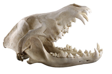 Obraz premium Skull of grey wolf isolated on a white background. Opened mouth. Sharp isolation by pen tool. Focus on full depth. 