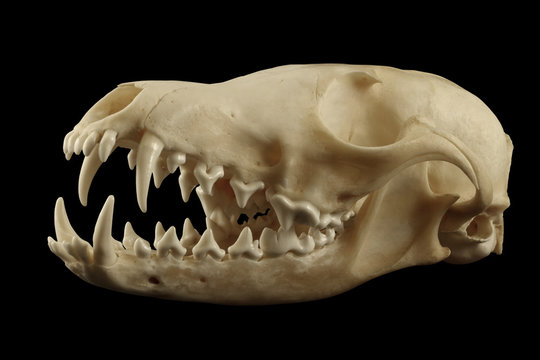 Fox skull isolated on the black background. Half-opened mouth. Diagonal view. Sharp isolation by pen tool.