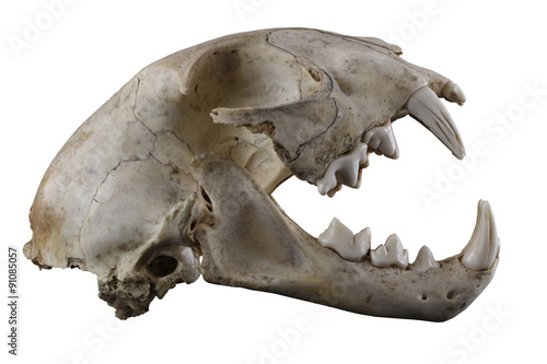 “Skull of lynx (Lynx lynx) lateral view isolated on a white background