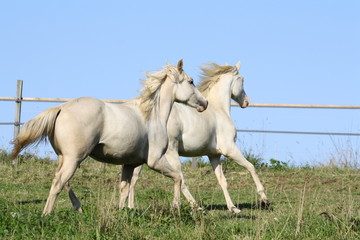 Poulains au galop