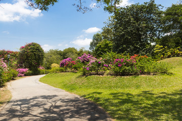 garden path with purple  flowering plants