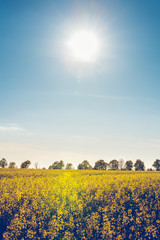 Obraz premium field with flowering yellow oilseed rapeseed