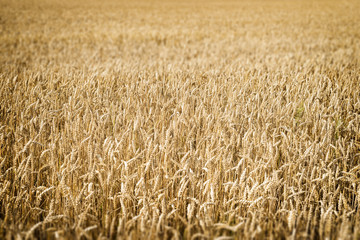 Wheatfield Franconia