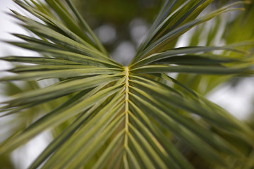 Fototapeta na wymiar Palm frond macro image