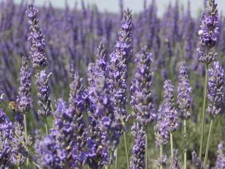 Zelfklevend Fotobehang Lavendel lavendel