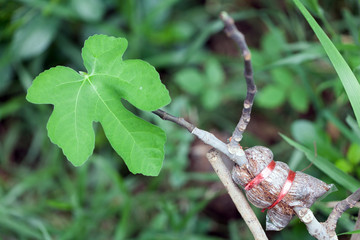 close-up of air layering fig tree on nature background