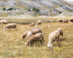 Obraz premium Flock of sheep on pasture