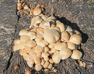 Champignons, Bois de Vincennes