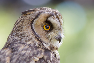 Long-eared Owl (Asio otus) portrait