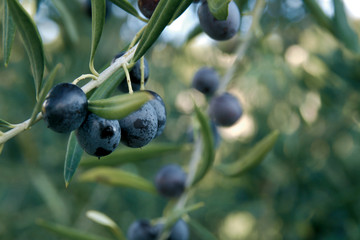 Olives de Provence © Cédric SAUNIER
