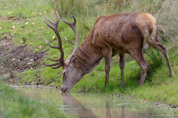Red Deer