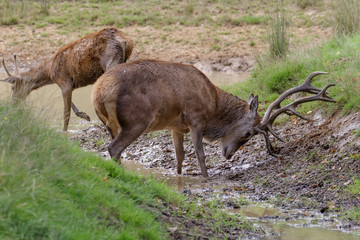 Naklejka na ściany i meble Red Deer stag (cervus elaphus) scraping antlers in mud