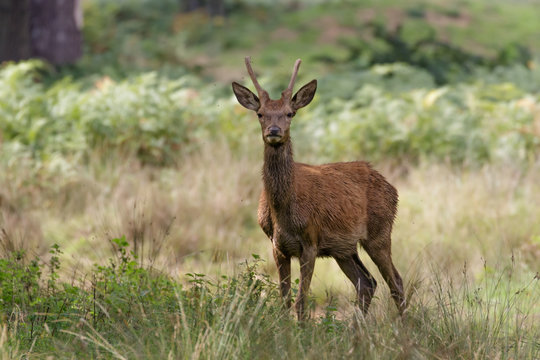 Young Red Deer pricket (cervus elaphus)