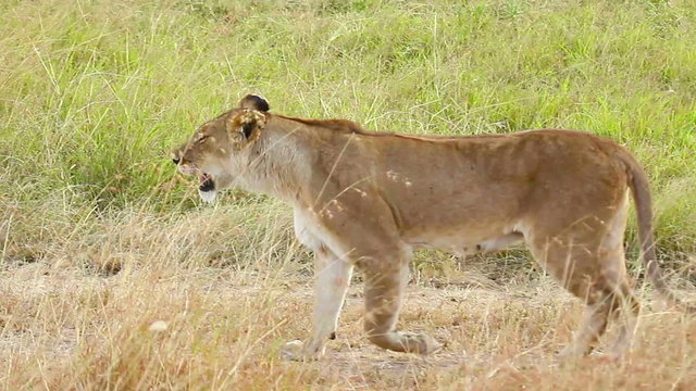 Lioness walking in the grass, Masai Mara
