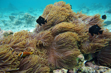 Fototapeta na wymiar Prachtanemone mit Nemos und Preußenfischen