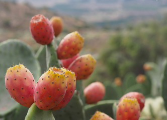 Ripe fruits of prickly pears - Indian fig opuntia (O. ficus-indica)